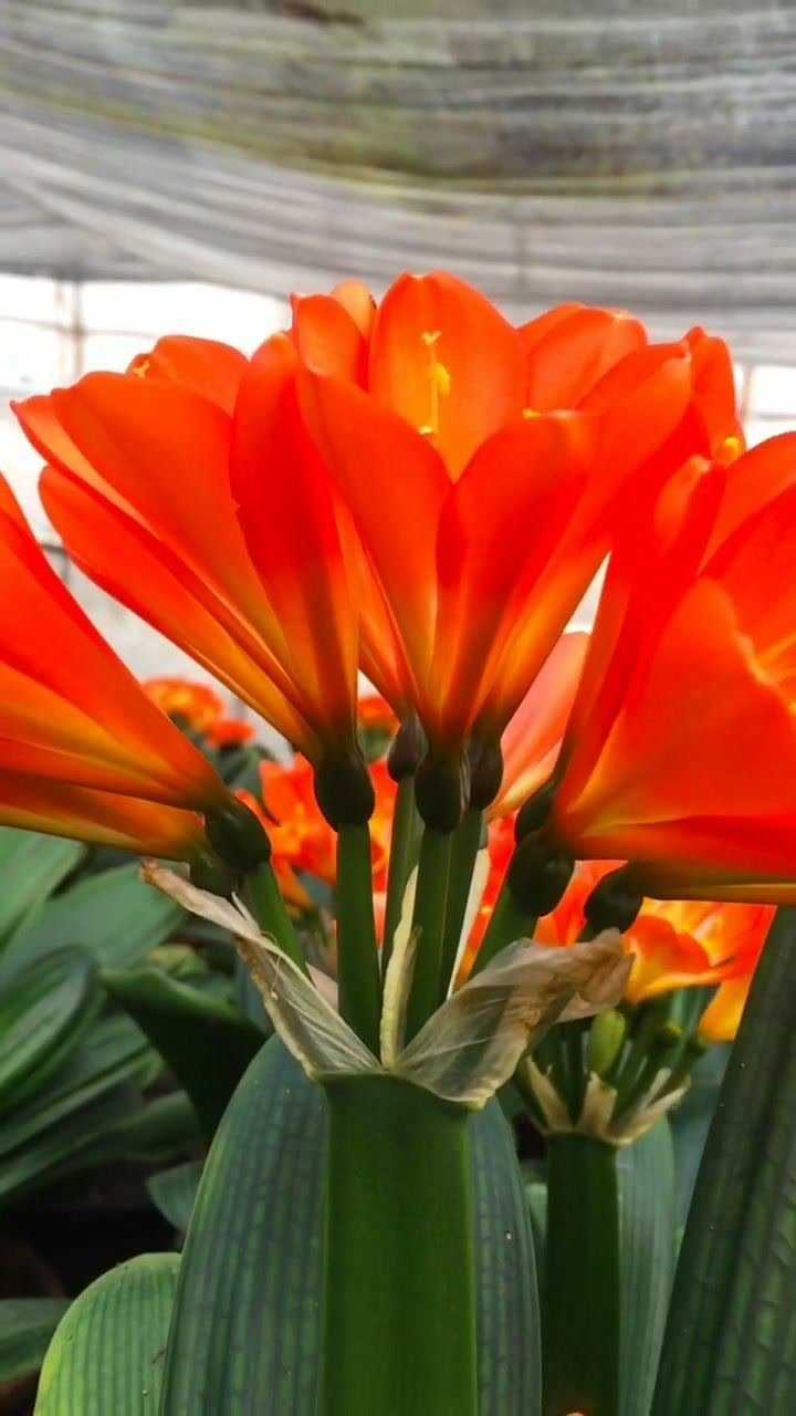 新品种国旗红君子兰,真是太高级了_腾讯视频