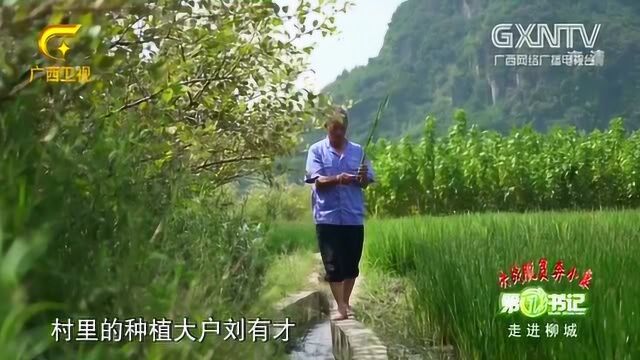 老汉是村里种植大户,他发现种植马蹄收入高,果断投资走上致富路