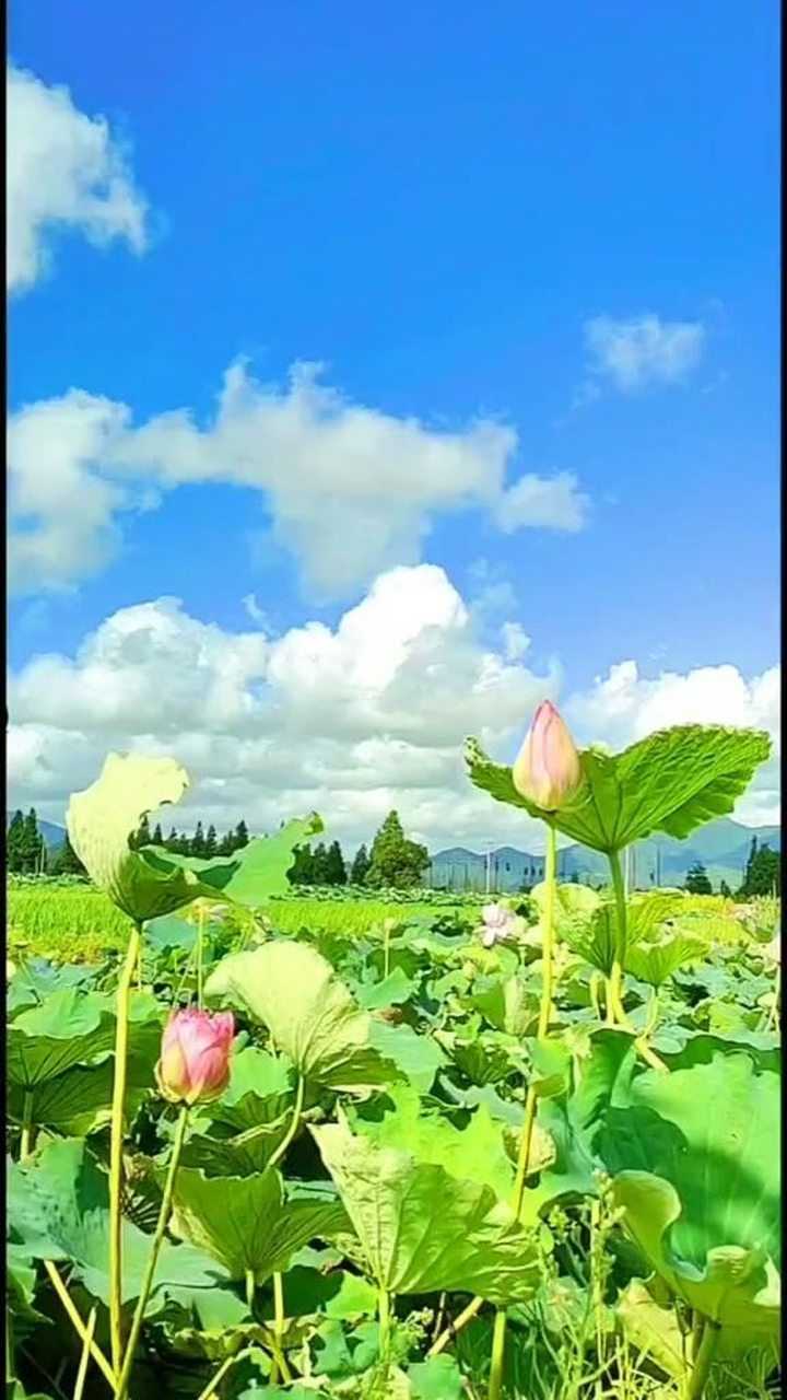 蓝蓝的天空下,美丽的荷花映入眼帘,景色也太美了!