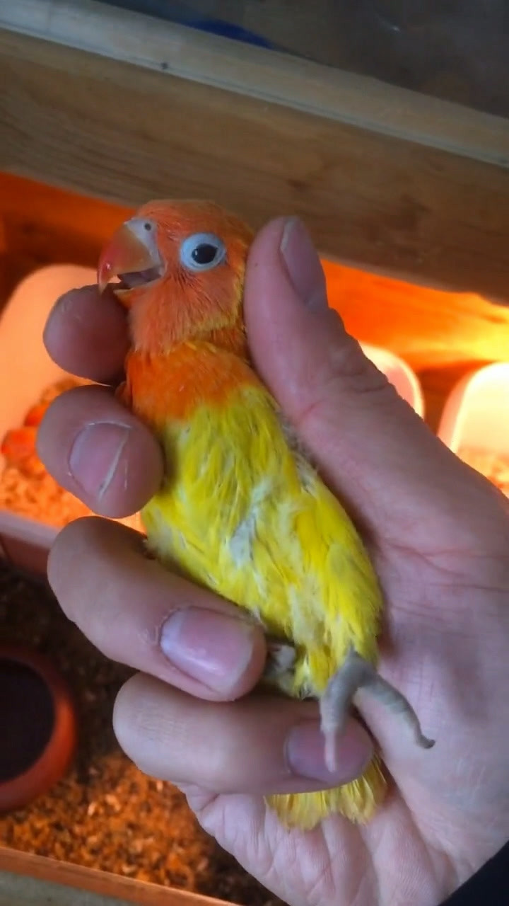 黄金丝牡丹眼睛有红色的有黑色的太漂亮了