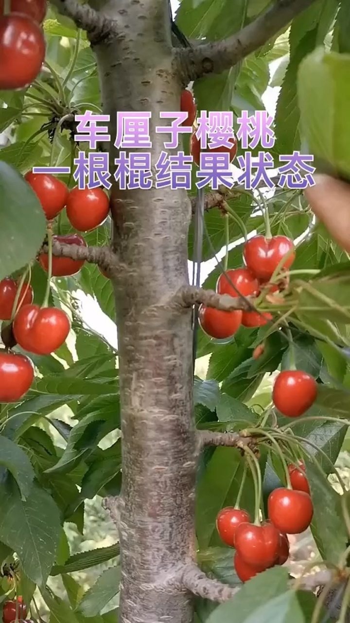 流行的车厘子樱桃一根棍结果状态