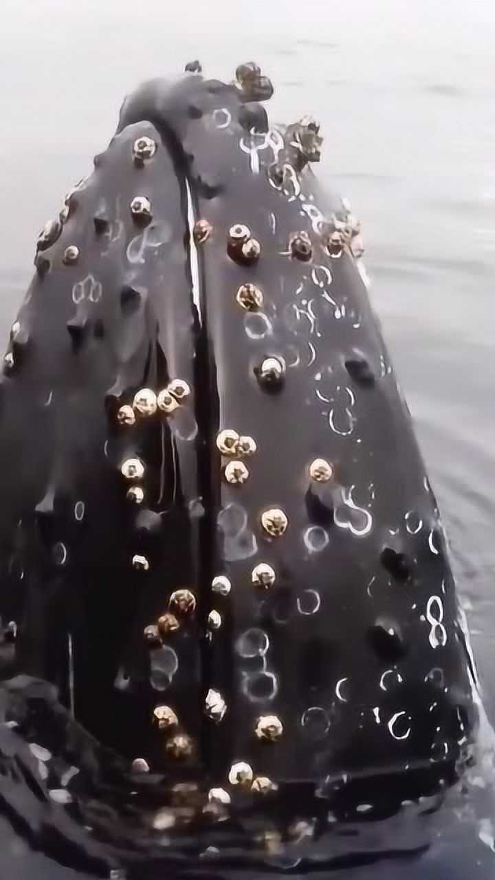 鲸鱼身上长满恐怖藤壶如果不及时清理鲸鱼都会被它吞噬
