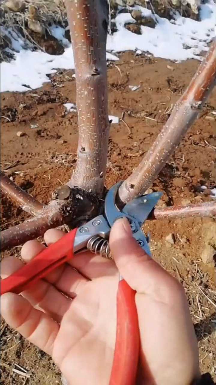 3年生樱桃树的修剪