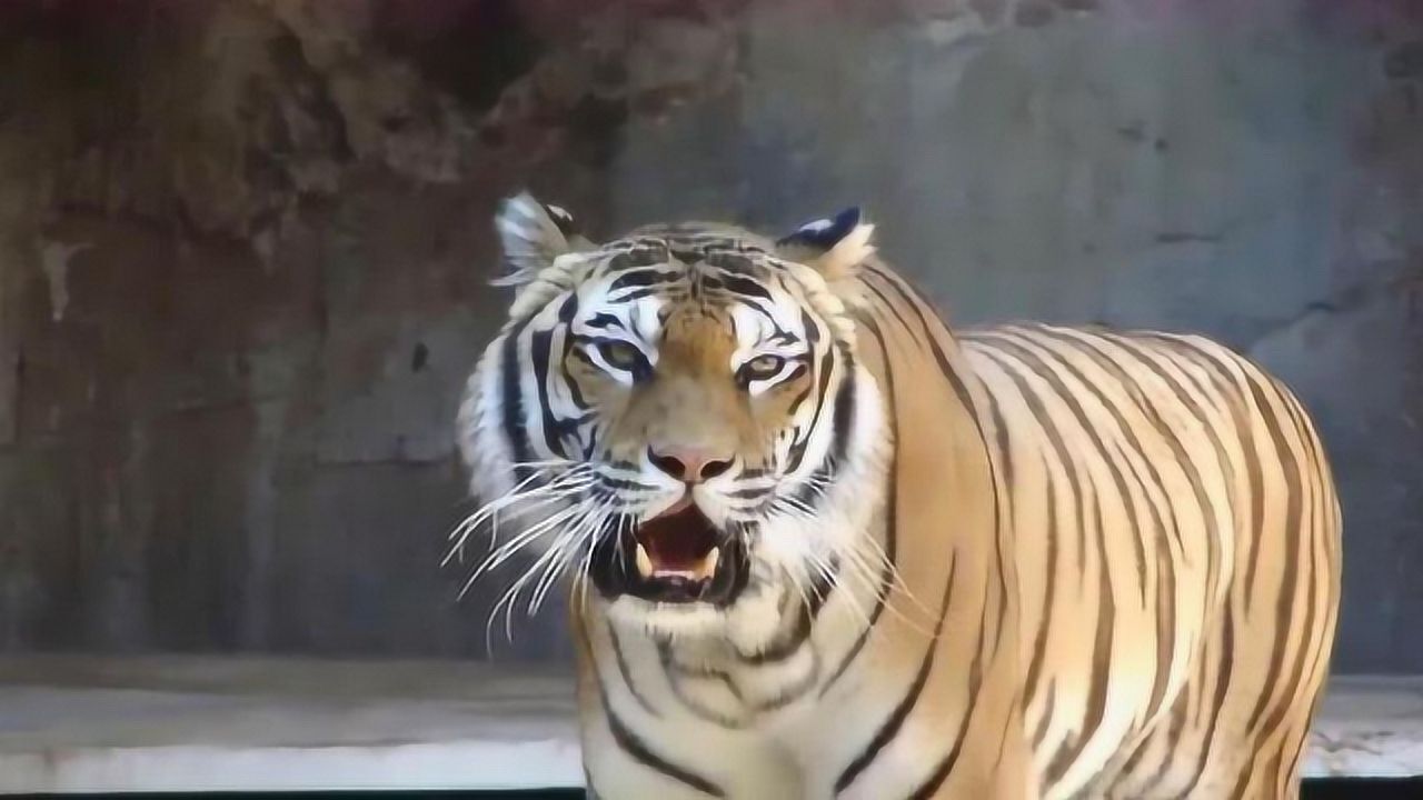 来听听真正的老虎叫声这就是为什么说虎啸山林百兽散