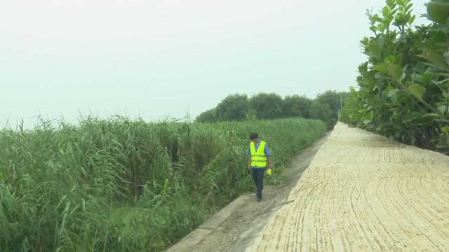 (电视通稿ⷥ›𝥆…ⷧ侤𜚩太湖迎新一轮降雨 无锡再增防汛力度