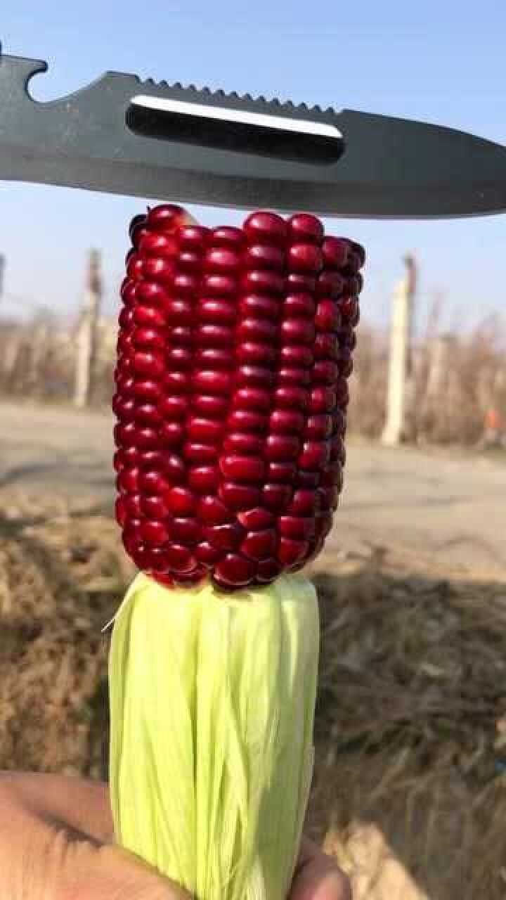 东北特产血玉米软糯香甜南方人表示没见过