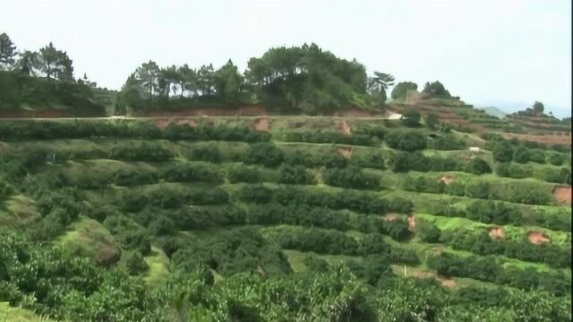 6.182赣县区王母渡镇村民钟世清用心种出好脐橙