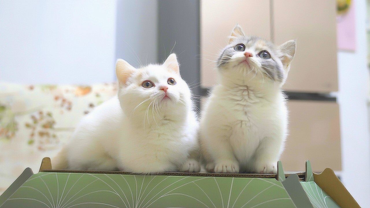 萌猫宝哥哥_高清1080P在线观看平台_腾讯视频