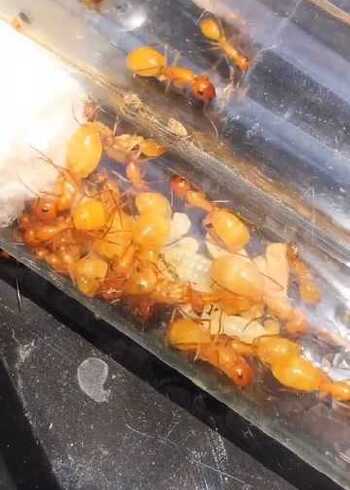 全黄土耳其弓背蚁,国产蚁颜值巅峰