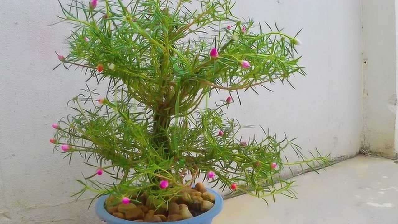 用铁丝给农村最常见的太阳花,凹出时尚的造型,秒变格调创意盆栽