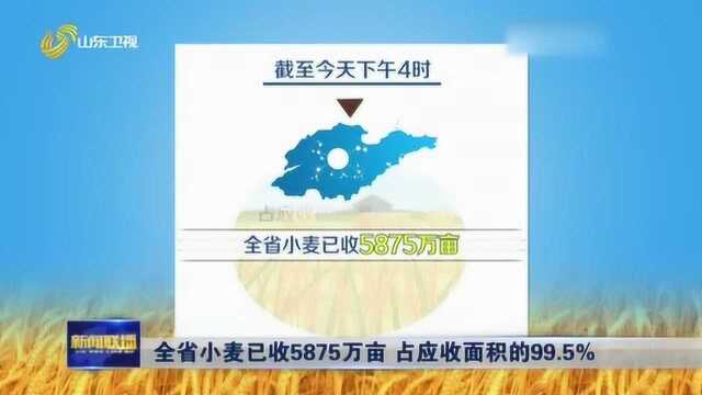 最新消息!山东:全省小麦已收5875万亩 占应收面积的99.5%