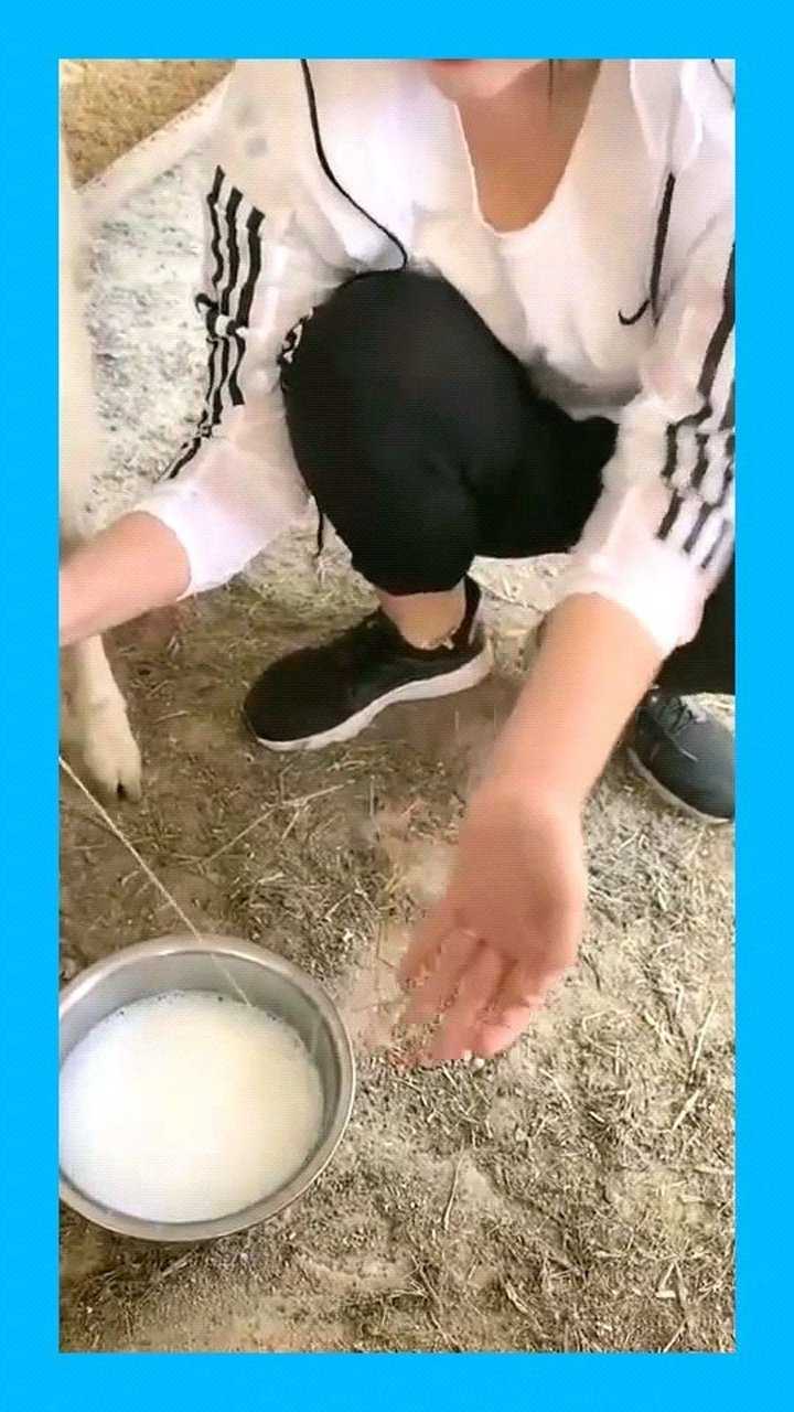 美女在线挤奶看这动作就是经验人山羊的奶汁看着就好
