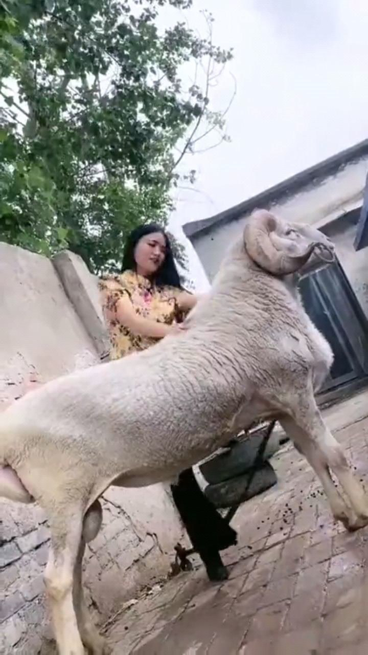 美女是真会玩骑羊就算了你竟然还穿着高跟鞋