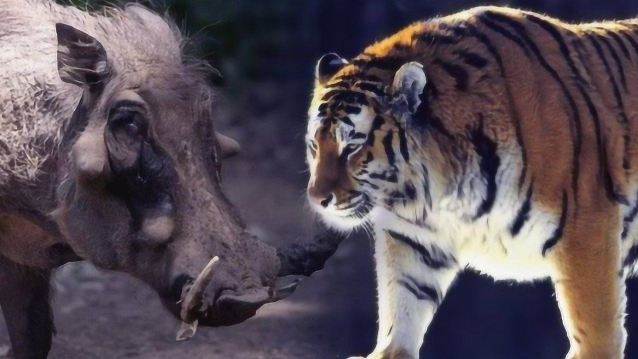 老人常说一猪二熊三老虎野猪的战斗力到底有多强说出来怕你不信