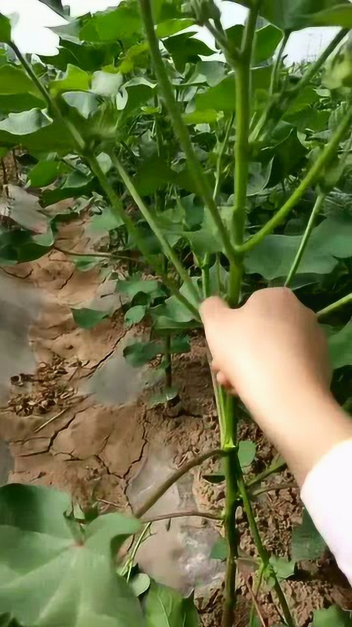 农村打棉花叉,即使好几年没干过,依然如此熟练!