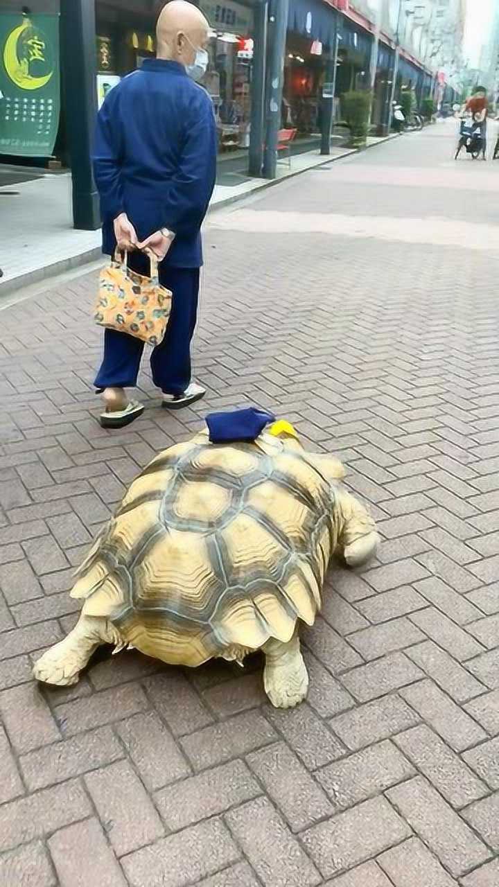 日本乌龟爷爷图片