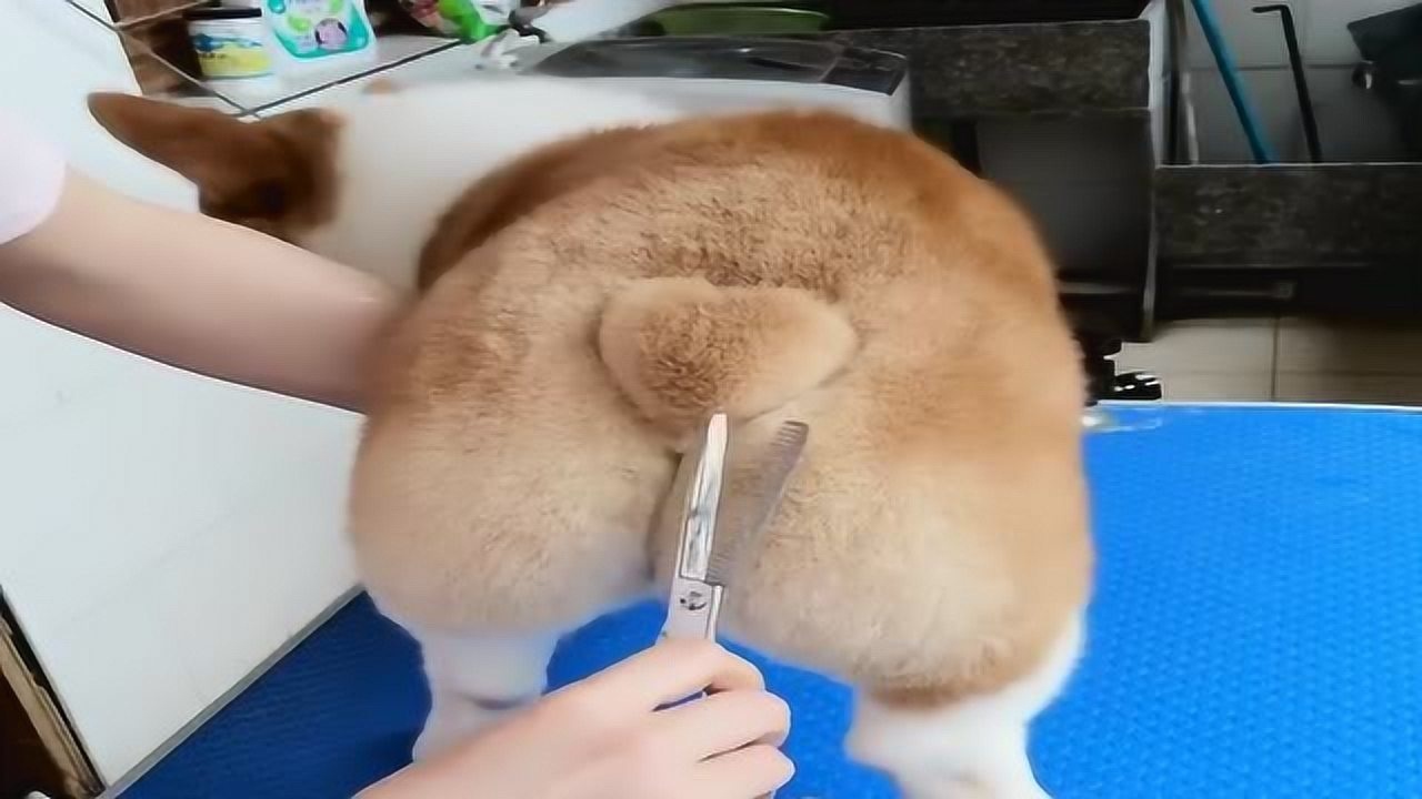 带柯基去剃毛,这小屁股太好看了,竟然还是一颗心形