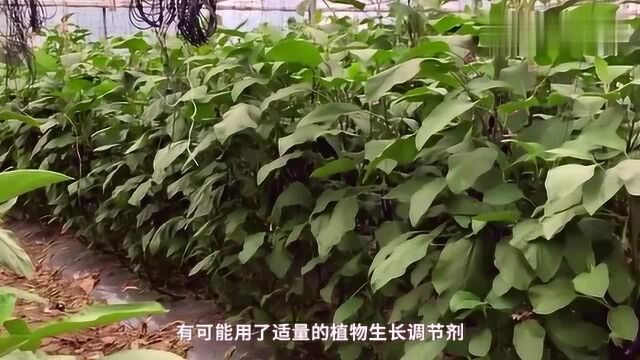 同样是茄子,激素和普通茄子有啥区别?菜农透露其中猫腻