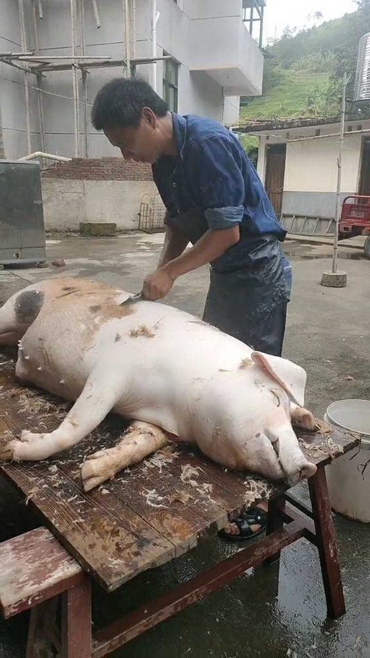 杀猪喽,看起来好肥呀
