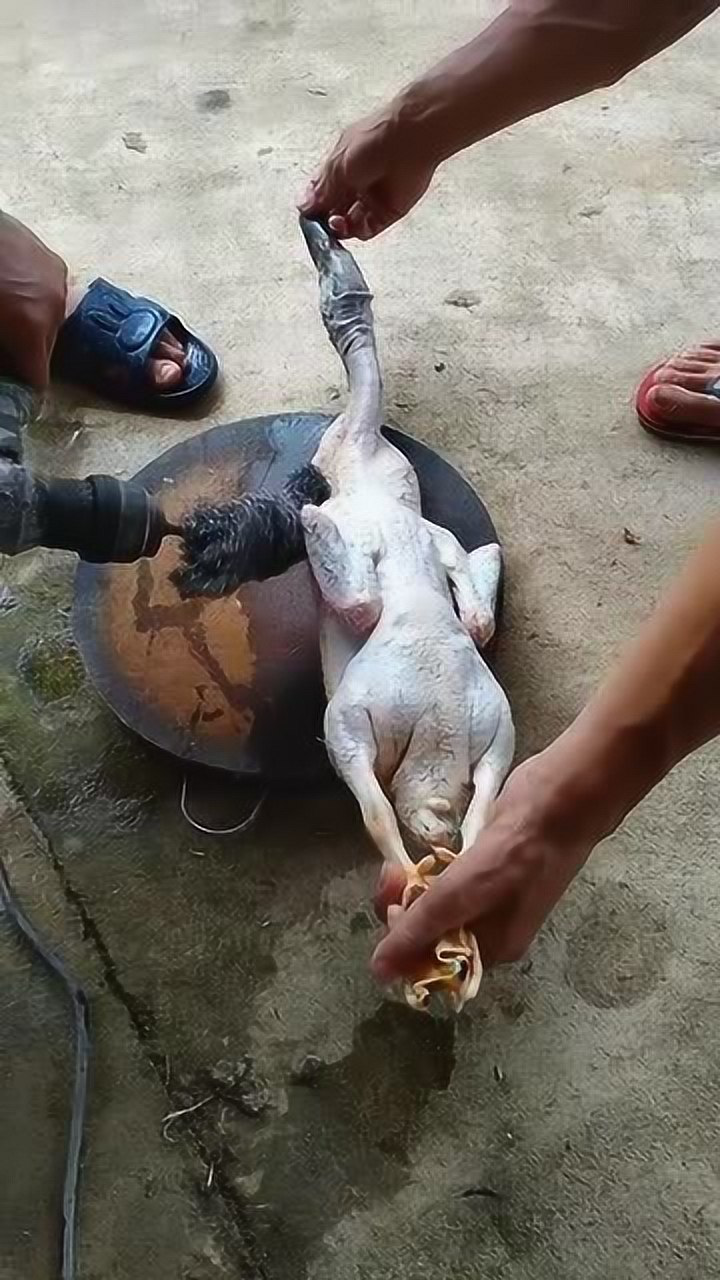 又学了一招,给鸭子拔毛,一个手电钻就解决了!