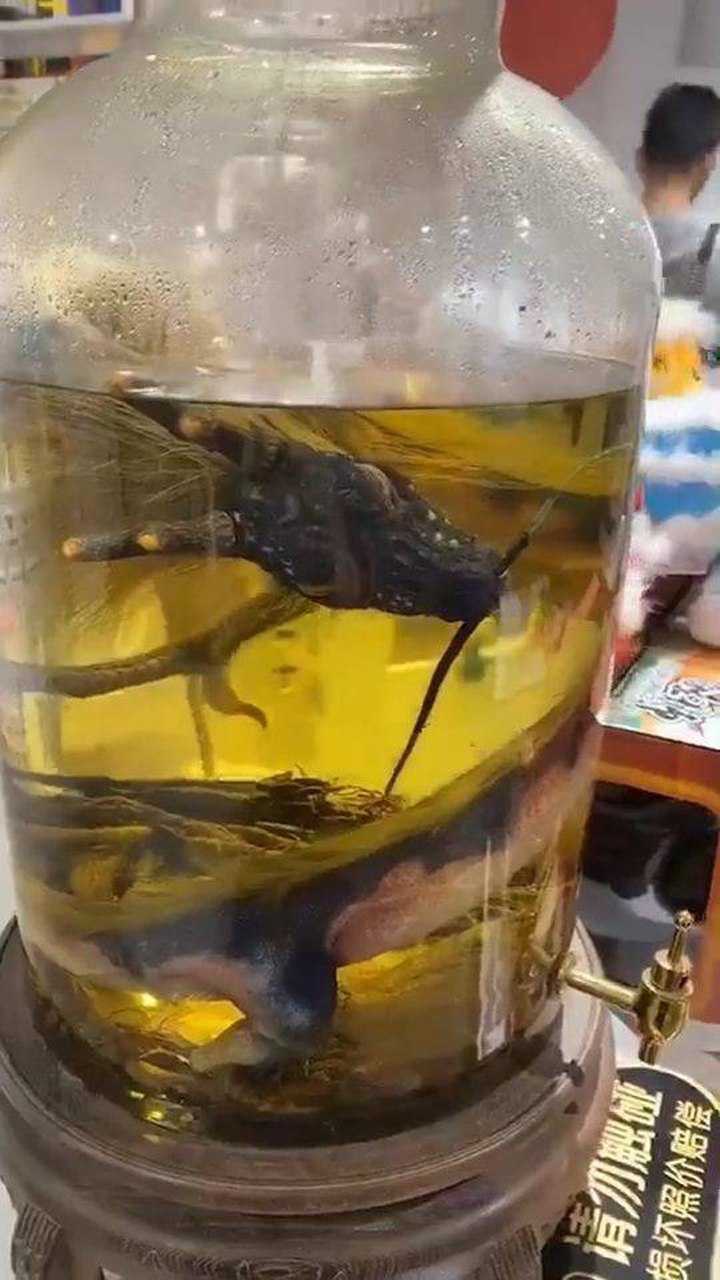 老爹给我买的龙泡酒,严重怀疑他被骗了!