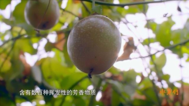 水果传:百香果颠倒众生的香味,可以与任何果汁搭配,使风味更加浓郁诱人