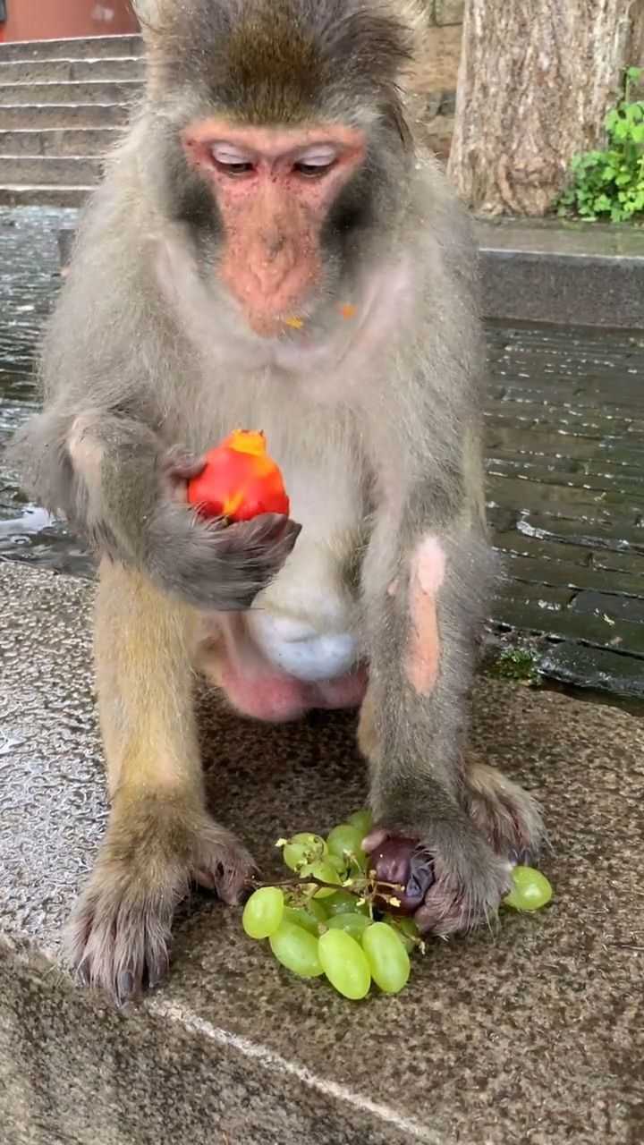 猴子吃水果