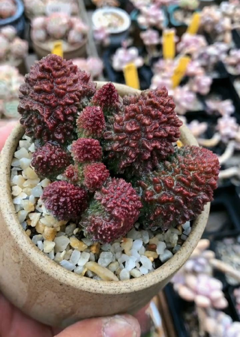 名叫巨型朱紫玉的多肉看起来非常霸气很是喜欢啊