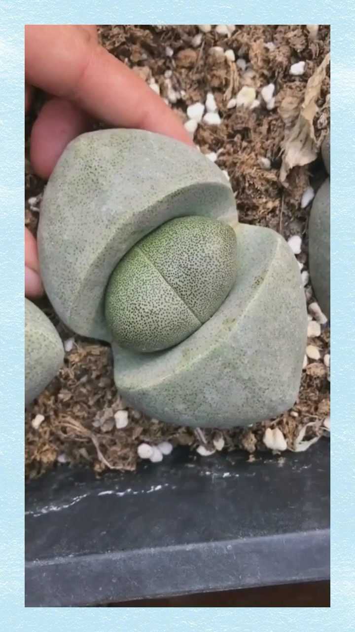 多肉帝玉帝玉这个石头可以长得挺大的