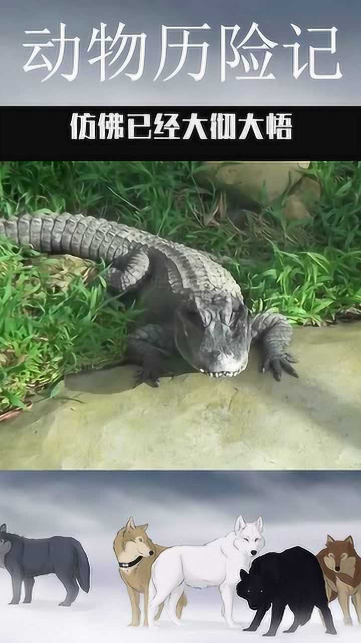 古人所说的降龙伏虎你知道是什么龙吗其实就是这个