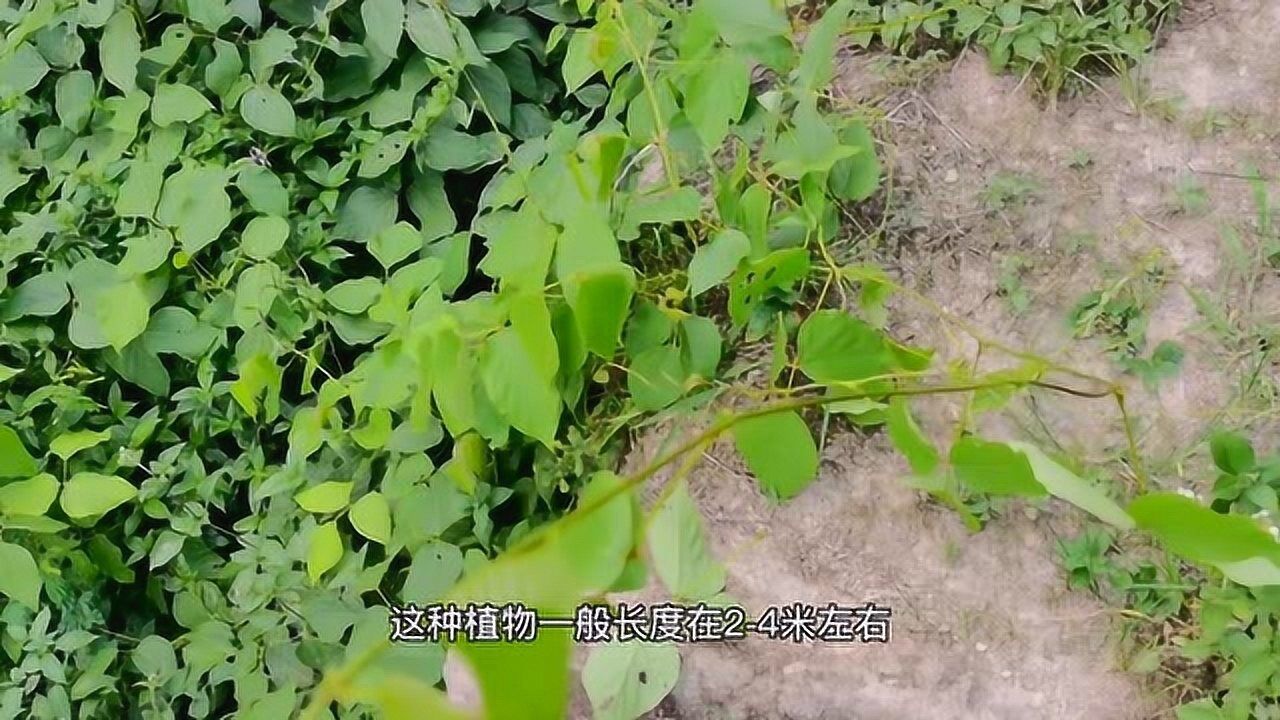 农村常见的植物,三裂叶野葛随时可以看到,生成山地丘陵灌丛中