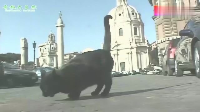 猫咪们的国度,各类猫咪在此生存,竟还有首领负责统领