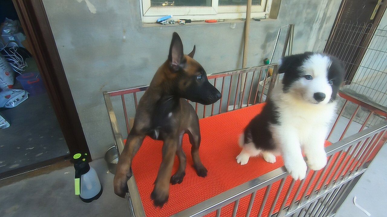 边牧和马犬能一起养吗答案是肯定的一个有智商一个有执行力