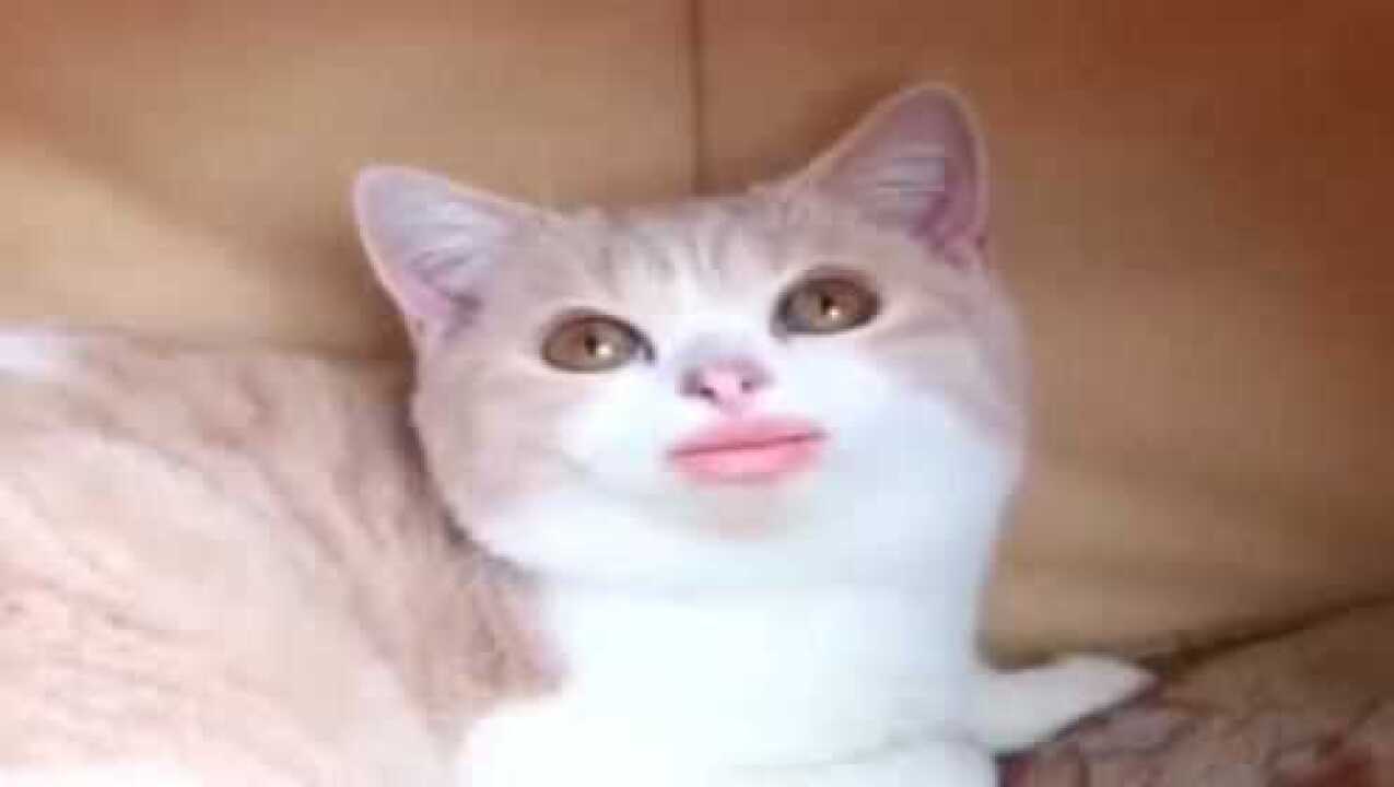 铲屎官魔性鬼畜小猫咪,网友:你成功让我忘记猫是什么样!