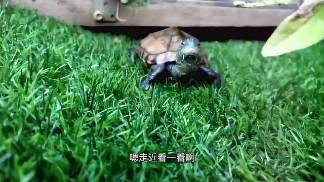 快乐很简单,下班看看草龟们,自己就被治愈了