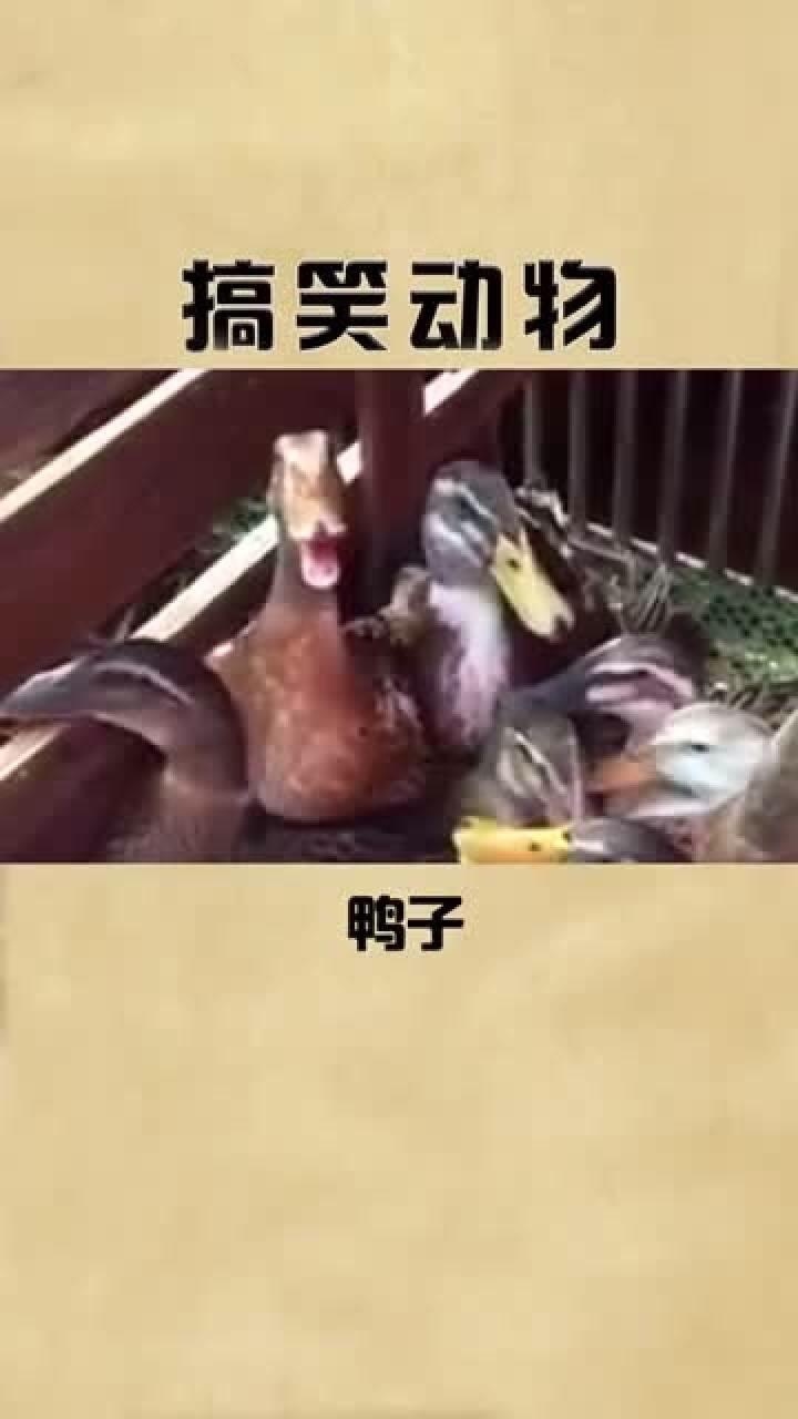 哈哈哈鸭子的笑声也太魔性了吧