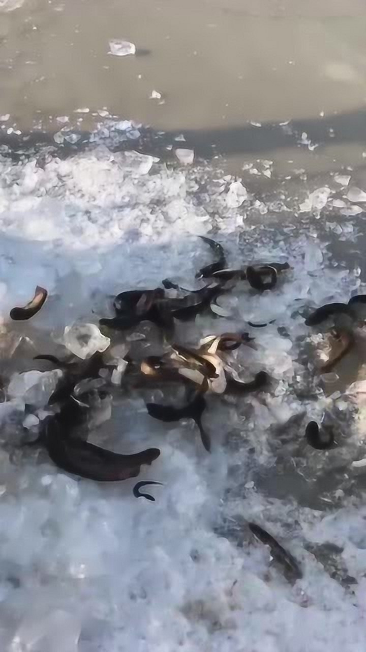 倭肯河野生鱼出水这场面第一次见大丰收啊