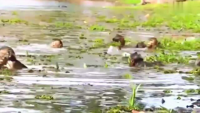 夏日炎炎,池塘里最招惹动物们的喜爱