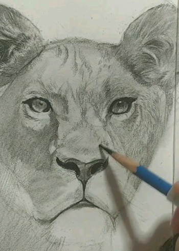 素描母狮子的画法