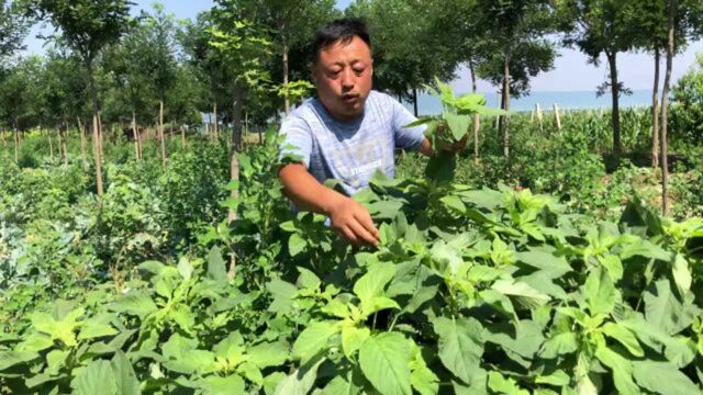 今天分享的野菜,是被誉为天然钙片的人汉菜,大家来认识了解下