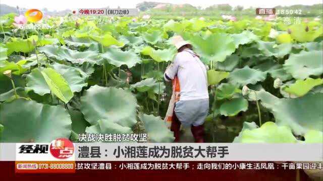 脱贫有新招!小小湘莲成为脱贫大帮手 带动全村脱贫致富奔小康