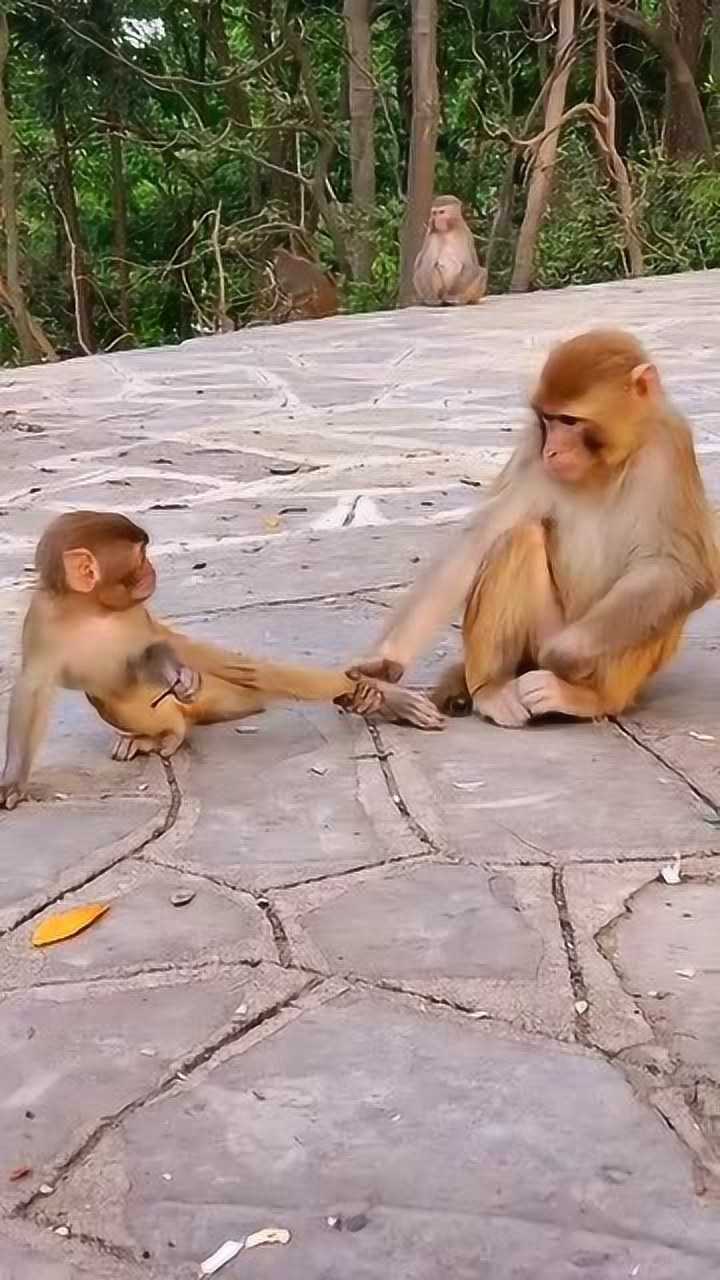 小猴子不听话,猴妈接下来的动作,像极了小时候挨打的样子