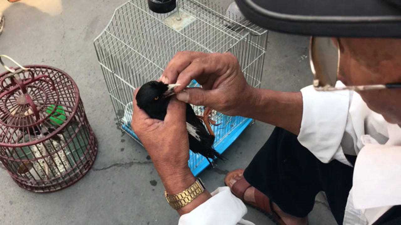 你知道八哥如何捻舌吗鸟市大爷告诉你技巧捻对了才会说话