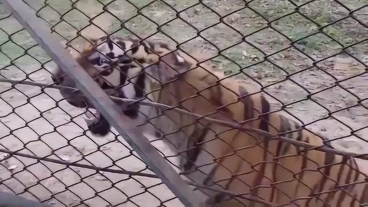 为什么说虎啸山林百兽散你听这老虎的叫声