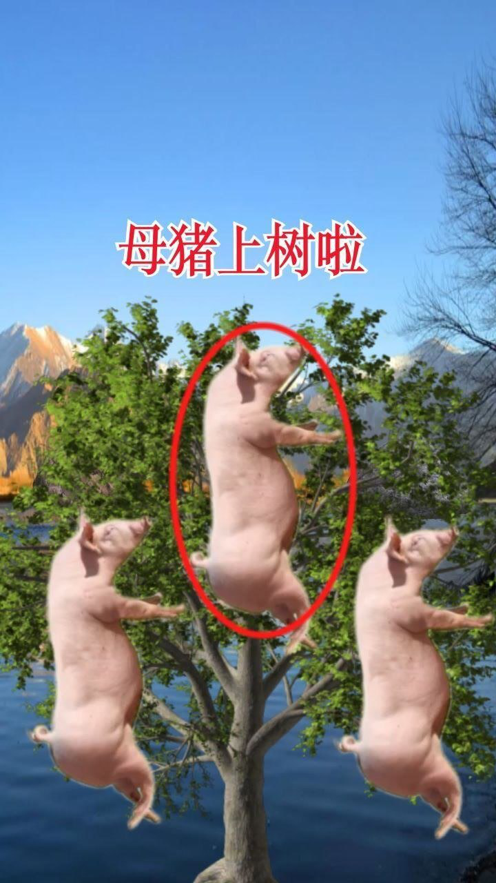相信男人母猪上树图片图片