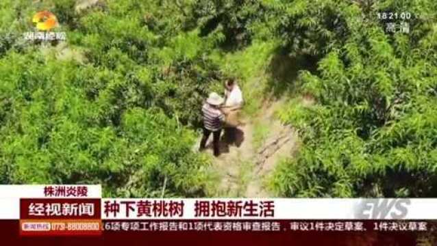 炎陵:黄沙垅村请来专业技师 教困难村民种黄桃 助力村民脱贫增收