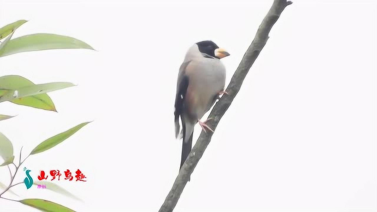 蜡嘴雀公鸟真漂亮,远处传来一声声野鸡叫声