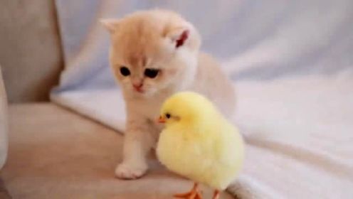 小猫和小鸡在一起玩耍，太可爱了