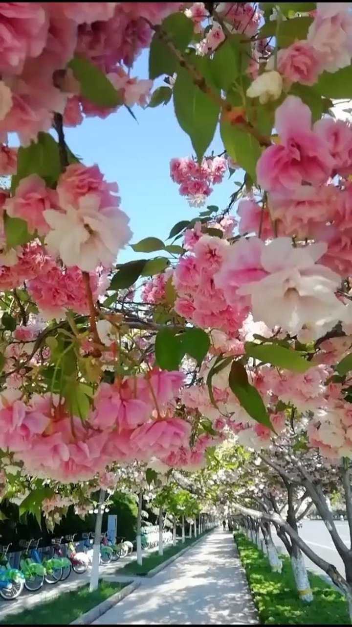 公园里的樱花开了满树繁花开满了枝头景色美极了