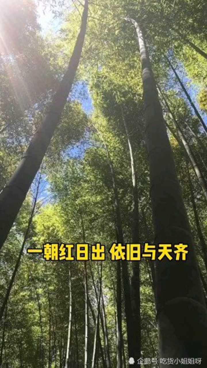 朱元璋的诗雪竹,雪压枝头低,虽低不入泥.一朝红日出,依旧与天齐